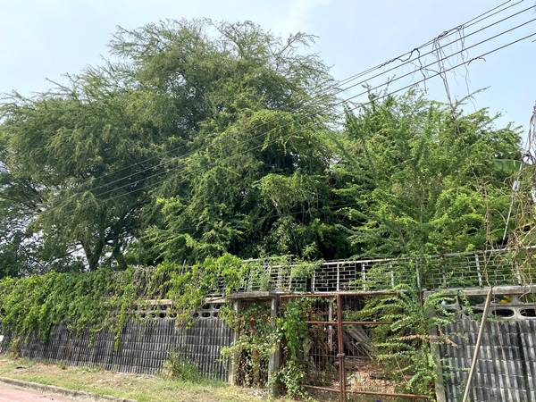 ขายที่ดินเปล่าแปลงมุม สวย หมู่บ้านเมืองทอง 2/2(ซอย13) ซอยพัฒนาการ 61 ขนาด 206 ตรว ทำเลดี เหมาะสร้างบ้าน ออฟฟิศ 